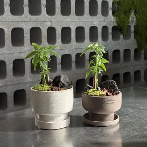 미니 파키라 나만의 미니 정원 소형화분 키위기 쉬운 관엽식물