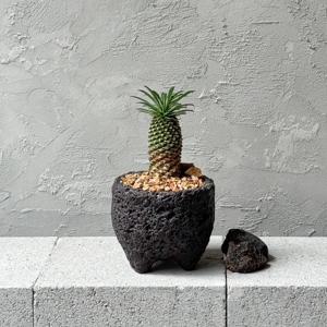 괴마옥 다육이 키우기 쉬운 파인애플 미니선인장 화산석 화분 책상용화분