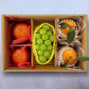 있지 과일세트(한라봉/레드향/샤인머스켓)