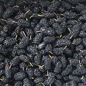 햇 토종 급냉 냉동 과상2호 오디 특품 생과 1kg 2kg 4kg 8kg