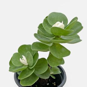 녹비단 화이트 미니다육 싱그러운 소형 식물 모종