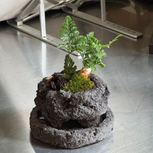 후마타고사리 나만의 제주숲 비단이끼 화산석화분 카페식물