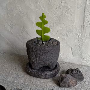 피쉬본 생선뼈 선인장 가시 없는 귀여운 감성식물 데스크테리어