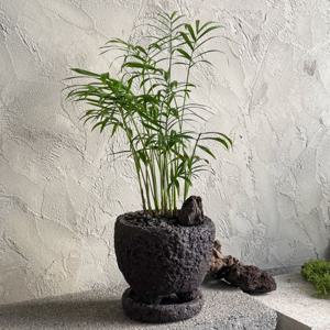 테이블야자 작은 대나무숲 소형화분 실내공기정화 키우기쉬운 탁상식물