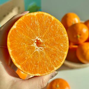 제주 산지직송 정품 레드향 2kg(박스포함) 중소과 7~10과 외