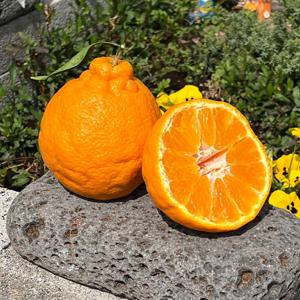 제주 산지직송 정품 한라봉 2kg(박스포함) 중소과 7~10과 외