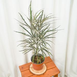 아랄리아 아라리오(중품)