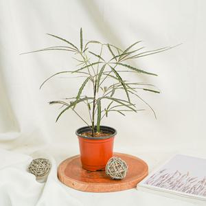 아랄리아 아라리오 디지고데카 감성식물 플랜테리어 희귀식물