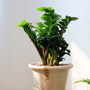 보석금전수 친환경 화분 돈나무 개업식 거실 인테리어 식물 집들이 축하 선물