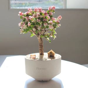 은행목 핑크미니벚꽃나무 친환경 화분 사랑목 아악무 키우기 쉬운 다육식물