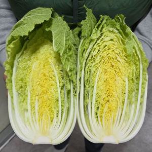 배추 4kg (2~4포기) 김장 겉절이 알배기 포기 절임배추 해남 강원도