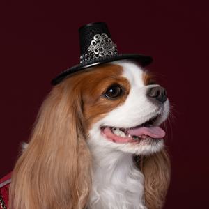 강아지 한복 갓