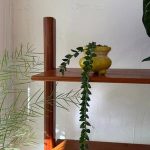 세븐스타호야 - Yellow vintage pot 빈티지팟 인테리어식물 집들이선물