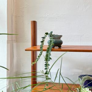 세븐스타호야 -Deep green vintage pot 빈티지팟 인테리어식물 집들이선물