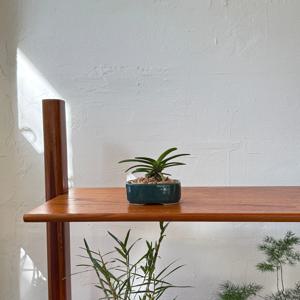 소엽풍란 - Emerald vintage pot 빈티지팟 인테리어식물 집들이선물