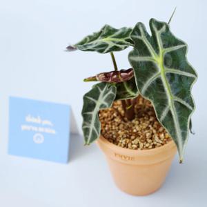 거북알로카시아 다육식물 미니 빈티지 앙비까사 소형토분