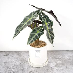 거북알로카시아_베이직 세라믹 화분 실내공기정화식물