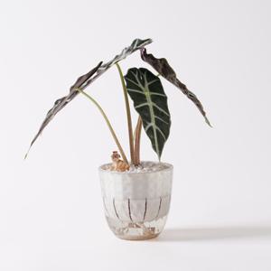 거북알로카시아_다이아몬드 플라스틱 화분 뿌리세척 수경재배 하이드로볼 공기정화식물