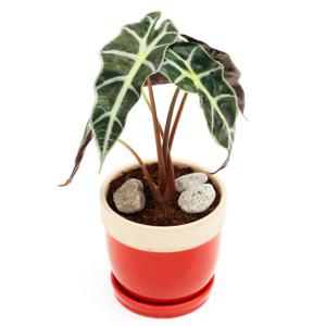 거북알로카시아_도토리 원형화분 실내공기정화식물