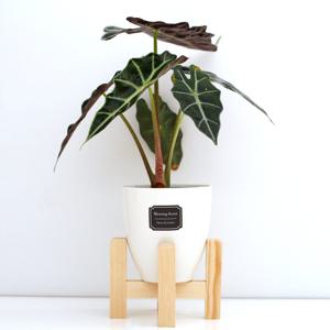 거북알로카시아_세라믹 원형화분 화이트 실내공기정화식물