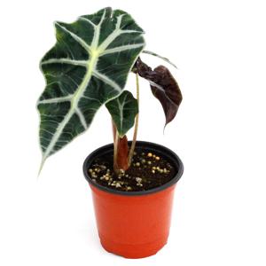 거북알로카시아_소형기본포트 실내공기정화식물