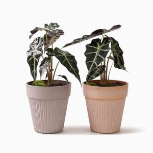 거북알로카시아 플라네 화분 공기정화 감성 식물 식재 플분 집들이 이사 선물