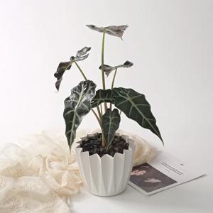 거북알로카시아 스텔라팟 실내공기정화 감성 분갈이 식물 식재 화분