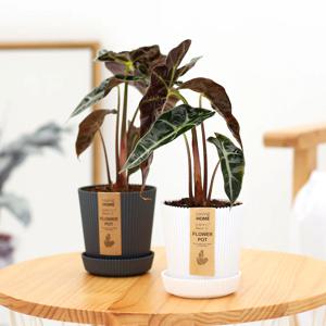 거북알로카시아_골지화분 실내공기정화식물 소형식물