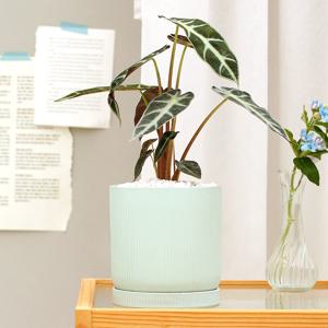 거북알로카시아 set 민트골지화분 실내공기정화식물 소형화분