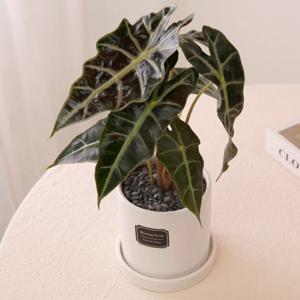 거북알로카시아_무광 원형 화분 실내공기정화식물 소형식물