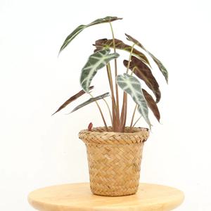 거북알로카시아 라탄커버분 관엽식물 실내공기정화식물 소형식물