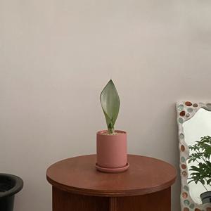 산세베리아 문샤인 플랜테리어 데스크테리어 인테리어식물 공기정화식물