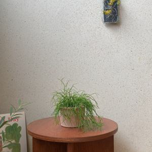 립살리스카스타 토분 데스크테리어 카페인테리어 플랜테리어 인테리어식물 공기정화식물