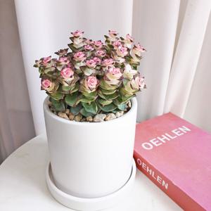 루페스트리+리본메세지 서비스 13W 승진, 취업, 퇴사, 영전, 이사, 결혼 개업선물 퇴사