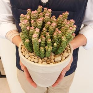 루페스트리 15토분 소원 사랑 나무 희귀다육 승진 취업 퇴사 영전 이사 결혼 개업선물 퇴사