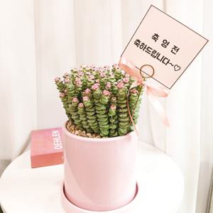 루페스트리 사랑나무 핑크화분 리본화환 문구팻말 메세지 택1 - 플랜테리어 탁상화분 축하화분