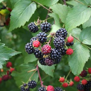 국내산 토종 급냉 냉동 햇 복분자 특품 생과 1kg 2.5kg 5kg 10kg