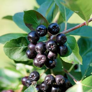 국내산 고창 급냉 냉동 꼭지 제거 아로니아 생과 과일 열매 특품 최상품 1kg-10kg