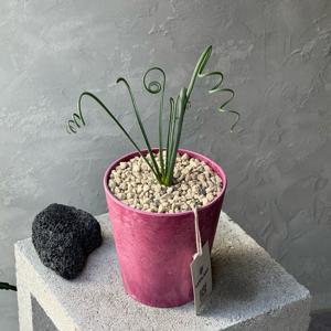 알부카 스피랄리스 키우기 스프링잎 희귀 아프리카식물 다육 구근식물