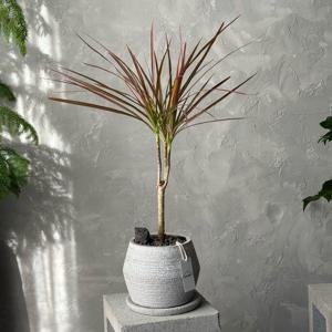 드라세나 마지나타 레인보우 키우기 공기정화식물 관엽 개업화분 플랜테리어