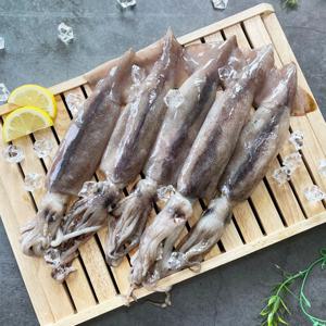 동해안 손질 비손질 초코 오징어 활오징어 횟감용 활오징어회