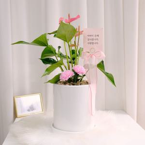 안스리움 핑크 감사와 사랑을 담은 화분 리본팻말 비누꽃 18W 어버이날 스승의날 축하화분