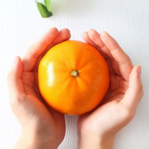 제주직송 프리미엄 만감류 천혜향 1kg