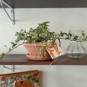 수성아이비 덩굴식물 토분 플랜테리어 데스크테리어 인테리어식물