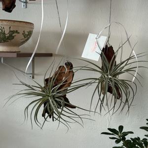 틸란드시아 휴스톤 부작 행잉플랜트 걸이식물 카페인테리어 플랜테리어 인테리어 공기정화