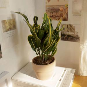 바나나크로톤 소품