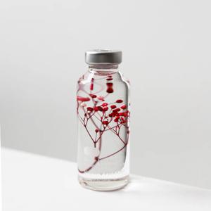 PLANT SPECIMEN - Gypsophila 안개꽃 핑크