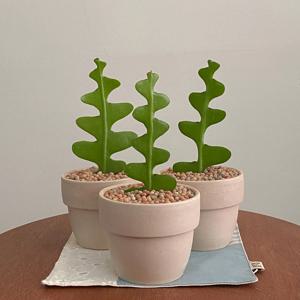 생선뼈선인장 피쉬본선인장 플랜테리어 데스크테리어 인테리어식물 공기정화식물