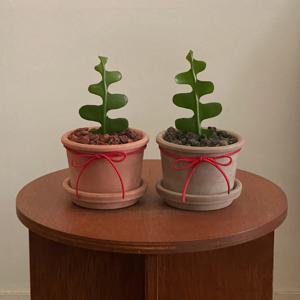 생선뼈선인장 피쉬본선인장 이태리토분 플랜테리어 데스크테리어 인테리어식물 공기정화식물