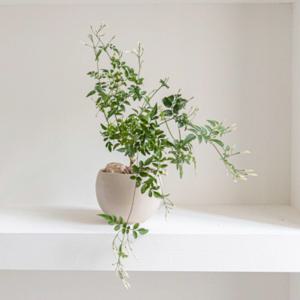 학자스민 크림볼팟set 꽃피고 향나는식물 집들이선물